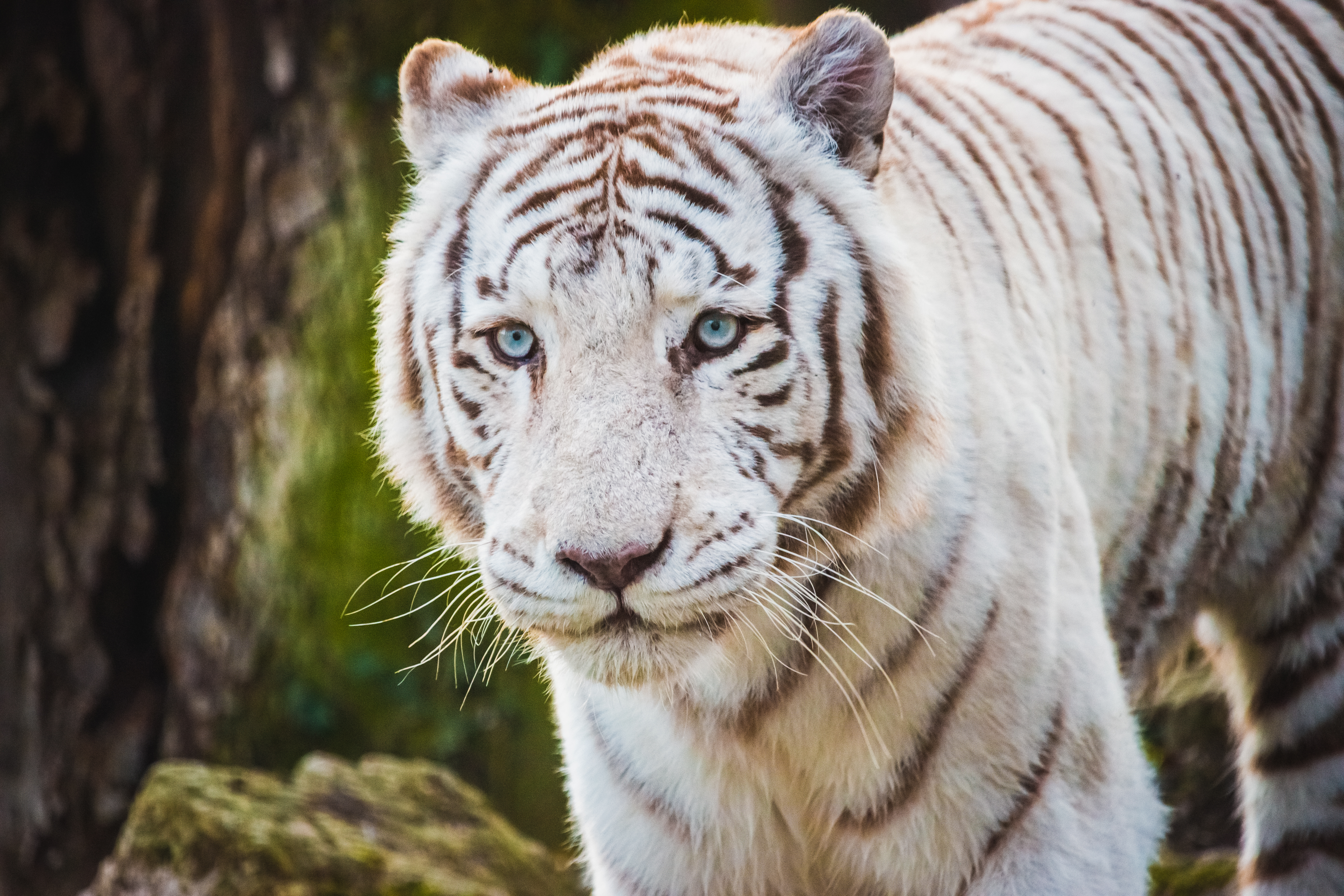 Tigre Blanc